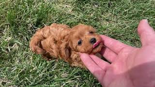 Teacup Mini quotRipquot Cavapoo Male Puppy [upl. by Zirtaeb]