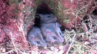 Three Little Tasmanian Marsupial Baby Mice [upl. by Sherris]