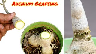 Simplest Way To Graft Adenium Plants  Desert Rose Grafting  Adenium Seedlings Grafting [upl. by Ilbert]