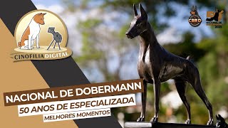 Dobermann  50 Anos Nacional da raça Dobermann  Melhores momentos  Cinofilia Digital [upl. by Huda970]