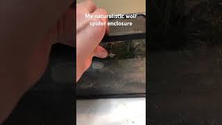 My Naturalistic Wolf Spider enclosure animals Tigrosa helluo spider [upl. by Netram]