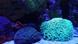 Innovative Marine 15 gallon saltwater aquarium reef update [upl. by Dahs]