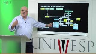 Bioquímica  Aula 20  Biossíntese de Aminoácidos [upl. by Juno267]