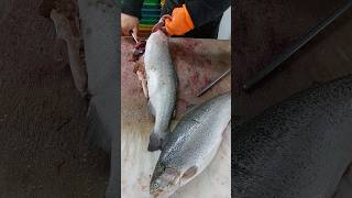 Filleting farmed salmon in the fish market [upl. by Dahs]