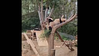 240909 PANDA WORLD [upl. by Sabir]