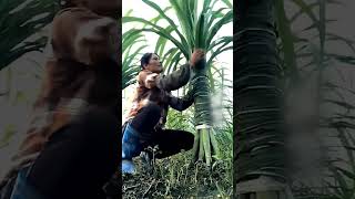 Chinese sugarcane farming 😱 [upl. by Wehner783]