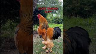 Top10 roosters of fancy chicken breeds crowing in a battle backyardchickens raisingchickens farm [upl. by Ahsan748]