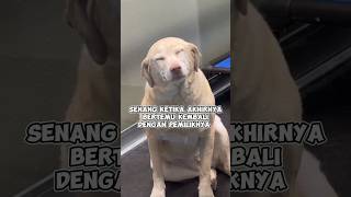 Ketika Anjing berpisah dengan pemiliknya selama seminggu [upl. by Samohtnhoj]