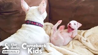 Nubby The 2Legged Boxer Steals His Dad’s Heart  The Dodo Comeback Kids [upl. by Brine]