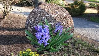 Hyacinth Hyacinthus orientalis  Plant Identification [upl. by Aisela]