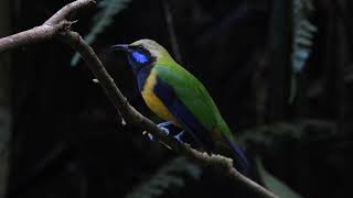 Orangebellied Leafbird [upl. by Anaej663]