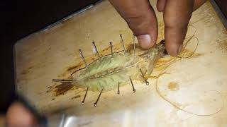 Dissection of prawn  Nervous system [upl. by Liuka]