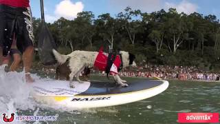 GoPro 2015 Surfing Dog Spectacular Noosa Australia [upl. by Kyte]