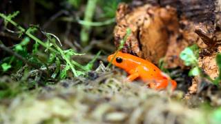 golden mantella chorus [upl. by Aleunam]