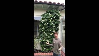 Stephanotis Fragrant Flowering Vine for Indoors or Outdoors [upl. by Eade]