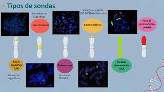 Anomalías cromosómicas complejas inusual diagnóstico citogenético y citogenómico [upl. by Pacificia]