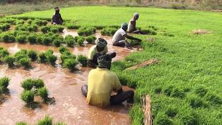 How Rice is Made  Step by Step Growing Rice Paddy Farming South India [upl. by Etteinotna694]