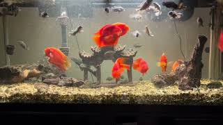 Blood red parrots amp Gold Severums [upl. by Ahsiel]