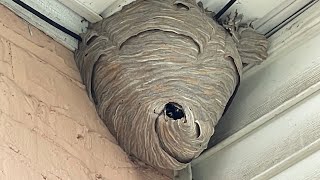 Duct tape vs Hornet nest trapping them inside [upl. by Odetta346]