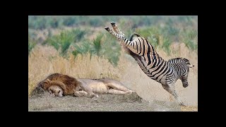 POWERFUL KICK OF ZEBRA TO LIONESS TO DEFEND ANOTHER ZEBRA [upl. by Mountfort588]