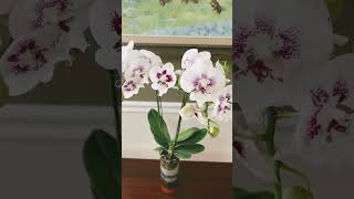 Phalaenopsis Orchid Glass Vase Design [upl. by Aned]