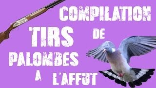 COMPILATION TIRS DE PALOMBES  CHASSE À LAFFUT [upl. by Aurelius]