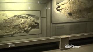 Anakonda  Fossilisation  Senckenberg Naturmuseum  Frankfurt [upl. by Summers965]