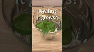 🌿Amazing plant growth TIMELAPSE Wow🌿 [upl. by Trela]