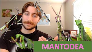 Mantodea The Mantids  Order Spotlight [upl. by Ynoble]