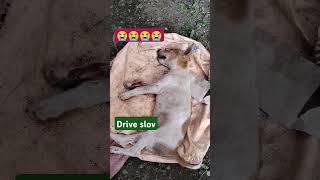 Drive slovshortvideo dogilover 🐕❤‍🩹🙏 [upl. by Eirena]