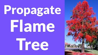 How To Propagate Illawarra Flame Tree [upl. by Nnaillek]