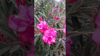 Nerium🌺🌸🌷Flowers🌱Plant  nerium oleander satisfying flowers 4k shorts nature natural short [upl. by Eissirk851]