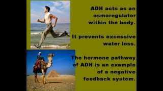 Antidiuretic Hormone ADH Osmoregulation [upl. by Margret313]