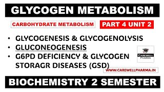 Glycogen Metabolism Pathways  Gluconeogenesis  Glycogenesis  Glycogenolysis  Part 4 Unit 2 [upl. by Fisk]