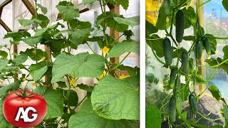 Cucumbers will overwhelm you with a harvest if you apply these 5 secrets during cultivation [upl. by Demetri]