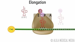 Eukaryotic Translation Protein Synthesis Animation [upl. by Duer]