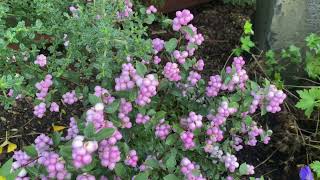 Coral Berry Proud Berry Symphoricarpos in my Vancouver Washinton garden [upl. by Claus]