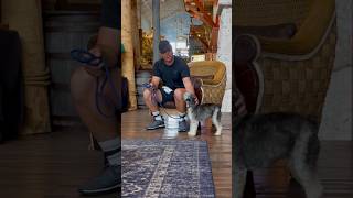 Neutral Behavior Is True Socialization dogtraining dogtrainer minischnauzer dogtrainingtips [upl. by Gothurd]