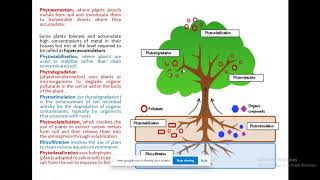 PHYTOREMEDIATION lIVE LECTURE [upl. by Clemen]