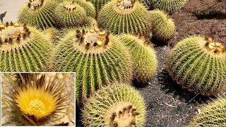 🔴Golden Barrel Cactus Echinocactus grusonii [upl. by Arimihc573]