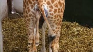 ANIMALS GIVING BIRTH birth of a baby giraffe [upl. by Maible]