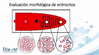 Eritrocito y alteraciones morfológicas [upl. by Goodill417]