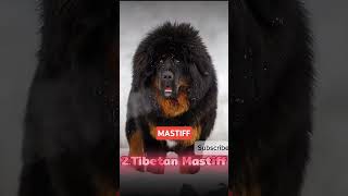 Three dog breed who can defeat Pitbull🤯🤯 [upl. by Rastus]