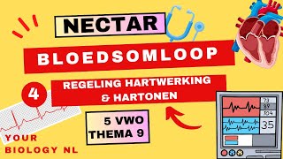 5 vwo  Bloedsomloop  4  Regeling hartwerking amp harttonen [upl. by Calondra]