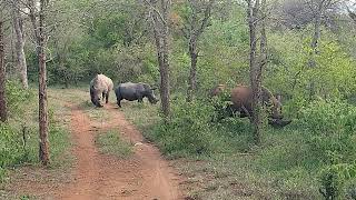 Rhinos blockieren Weg1Makutsi Safari Farm Südafrika [upl. by Jairia431]