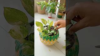 shorts moneyplantpropagation moneyplant propagation shortsfeed indoorplant plantcare plants [upl. by Stavros877]