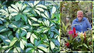 TOUT SUR LE SCHEFFLERA  L’ARBRE D’INTÉRIEUR LE PLUS FACILE À RÉUSSIR Le Quotidien du Jardin N°325 [upl. by Hollister]