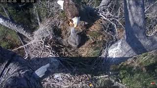 KNF Bald Eagle Cam 05022022 0922 [upl. by Lleder]