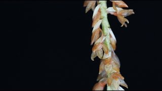 Dendrochilum convallariiforme [upl. by Sandro]