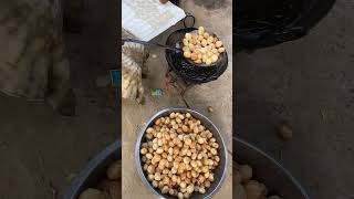 Pani puri making shortsvideo viralvideo ​⁠Officialjeetuvlog minivlog [upl. by Aramanta]